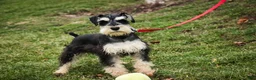 Miniature Schnauzer dogs for sale: Johann - Ad 9