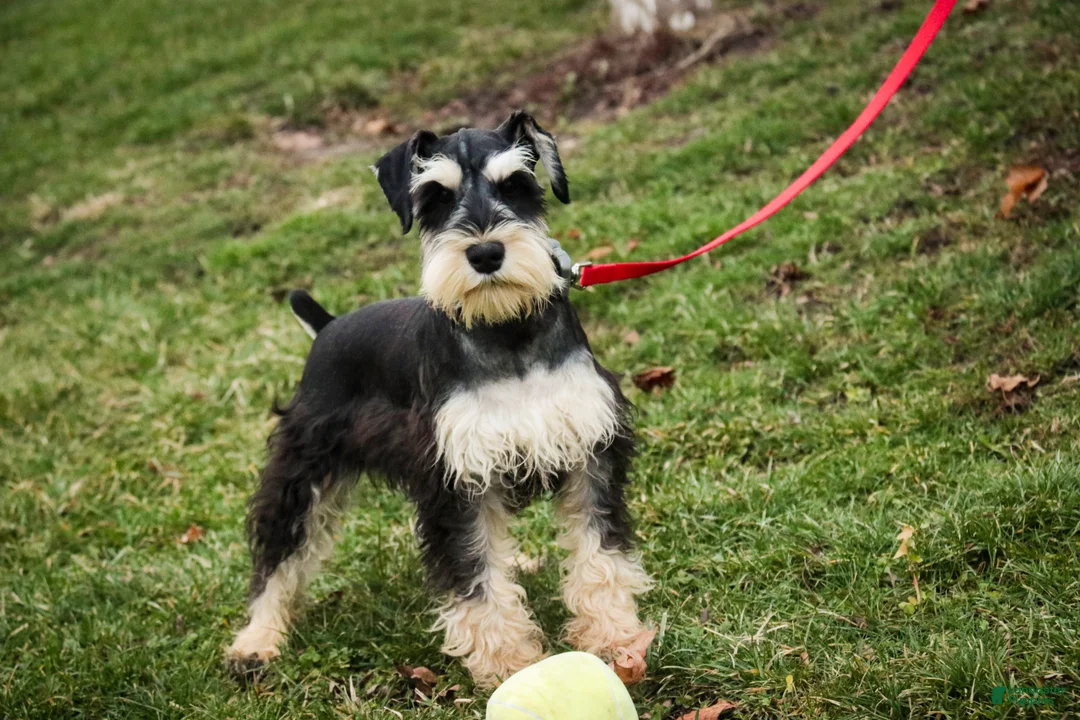 Miniature Schnauzer dogs for sale: Johann - Ad 9