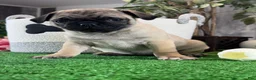 Pug dogs for sale: Princess  - Ad 4