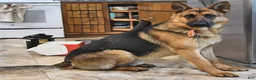 Sheprador dogs for sale: Dike  - Ad 5