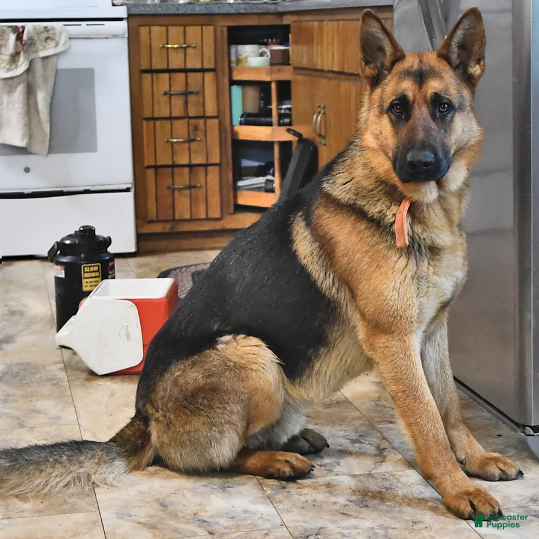 Sheprador dogs for sale: Dike  - Ad 5