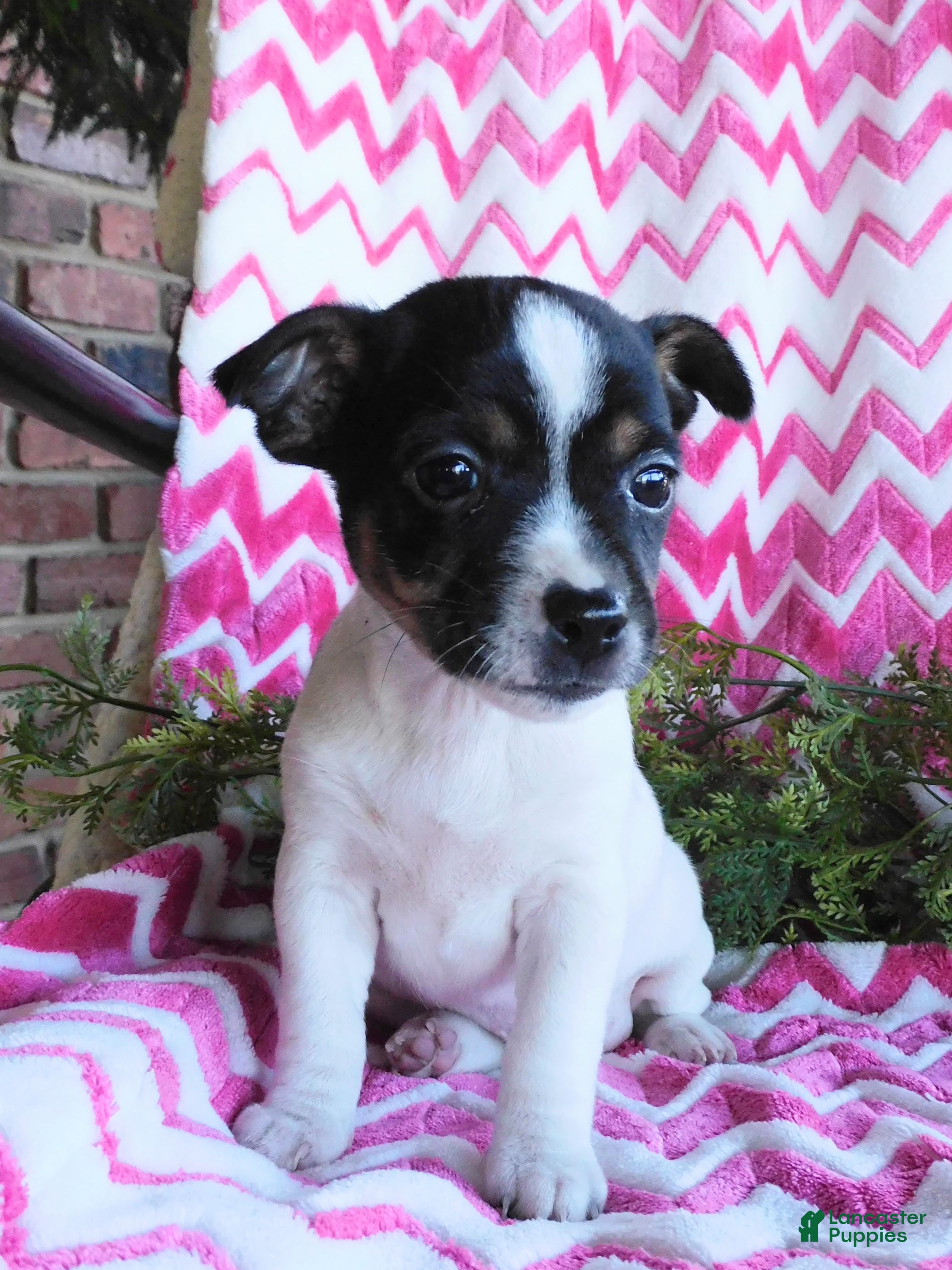 Jack Russell Terrier dogs for sale: Miney - Ad 2