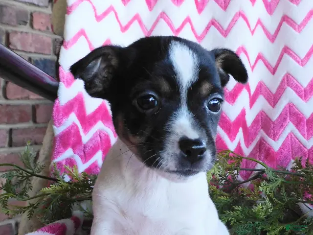 Jack Russell Terrier dogs for sale: Miney - Ad 2