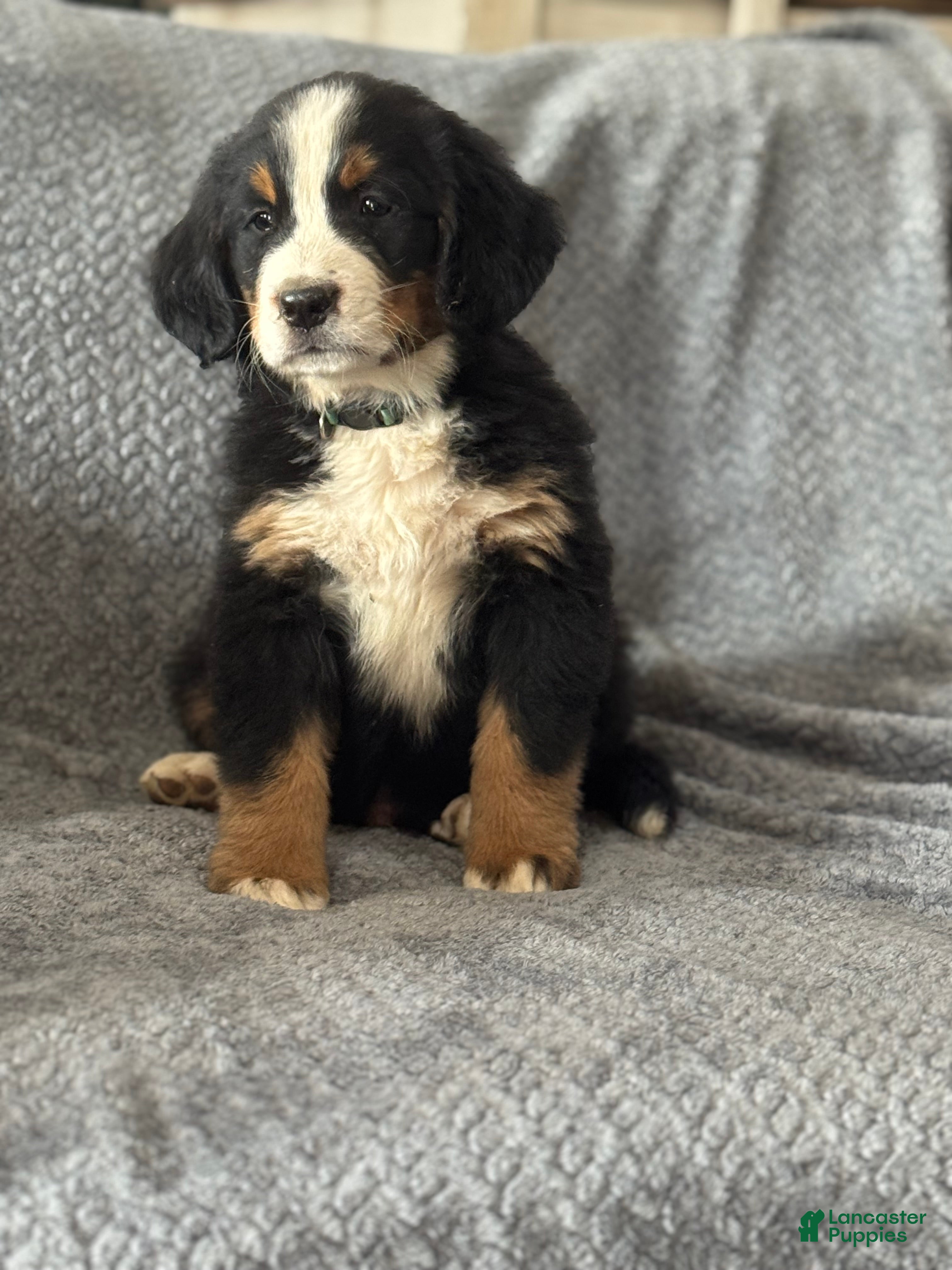 Bernese Mountain Dog dogs Scruffy - Ad 1