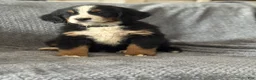Bernese Mountain Dog dogs for sale: Scruffy - Ad 1