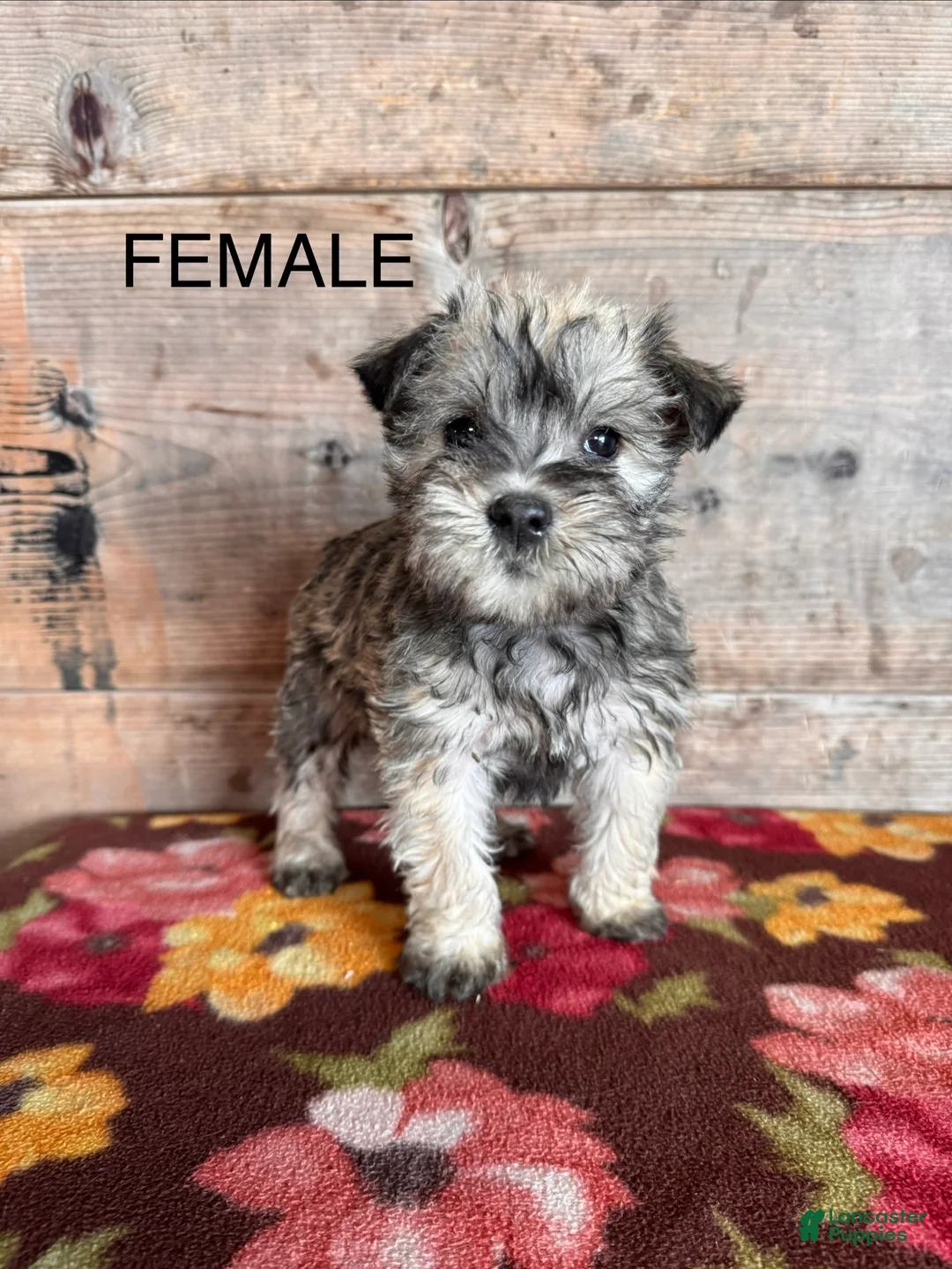 Miniature Schnauzer dogs for sale: Miniature Schnauzer Puppy 3 - Ad 1