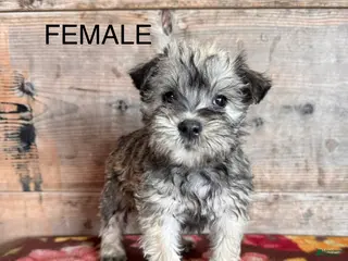 Miniature Schnauzer dogs Miniature Schnauzer Puppy 3 - Ad 39