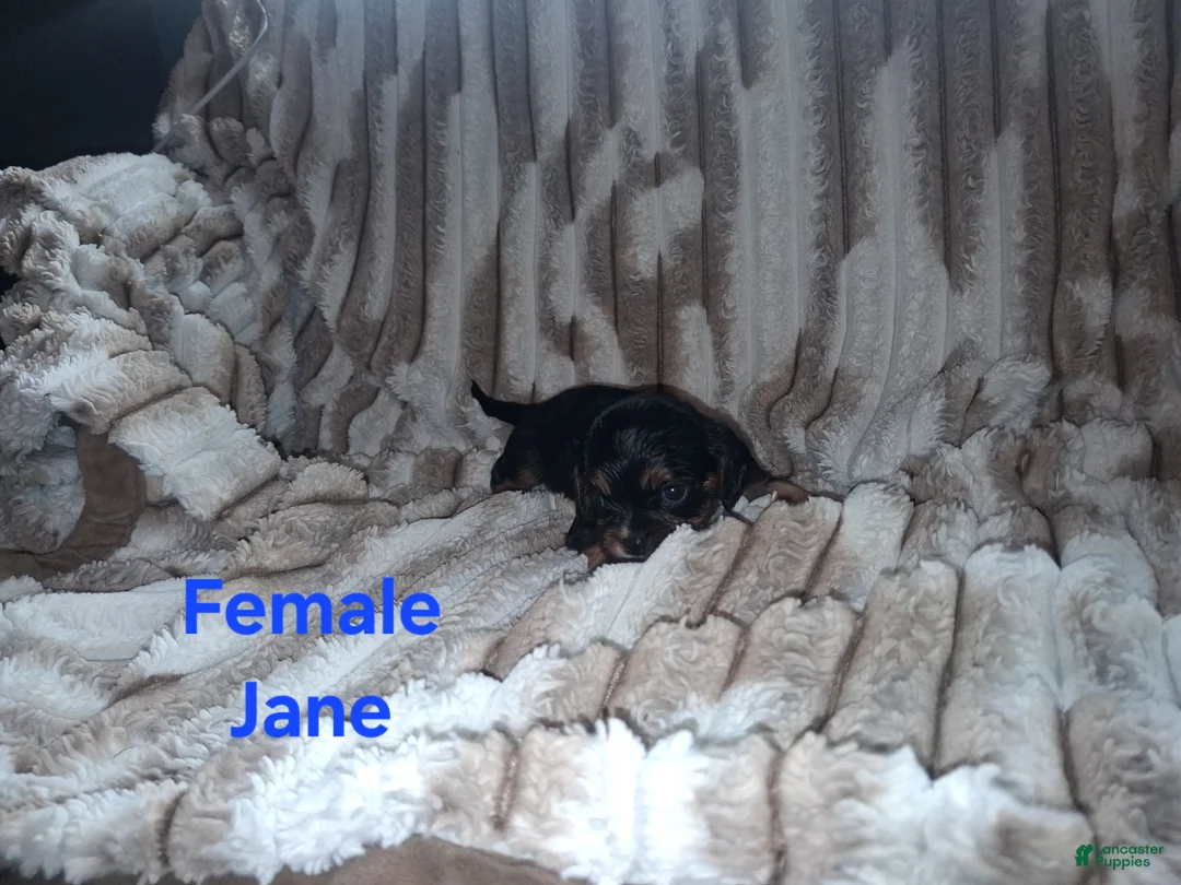 Cavalier King Charles Spaniel dogs for sale: Jane - Ad 2