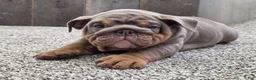 English Bulldog dogs for sale: Bertha - Ad 5