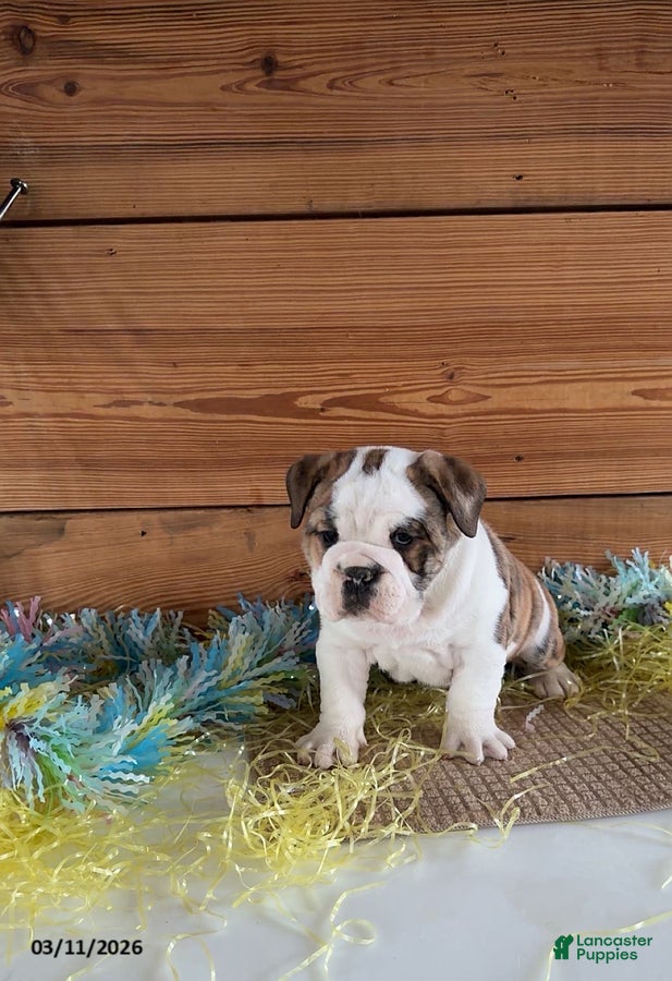 Mixed Breed dogs Justin - Ad 2