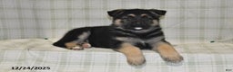 German Shepherd dogs for sale: Marshall - Ad 5