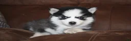 Pomsky dogs for sale: Emma READY NOW  - Ad 3