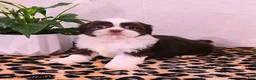 Shih Tzu dogs for sale: Stacy - Ad 2