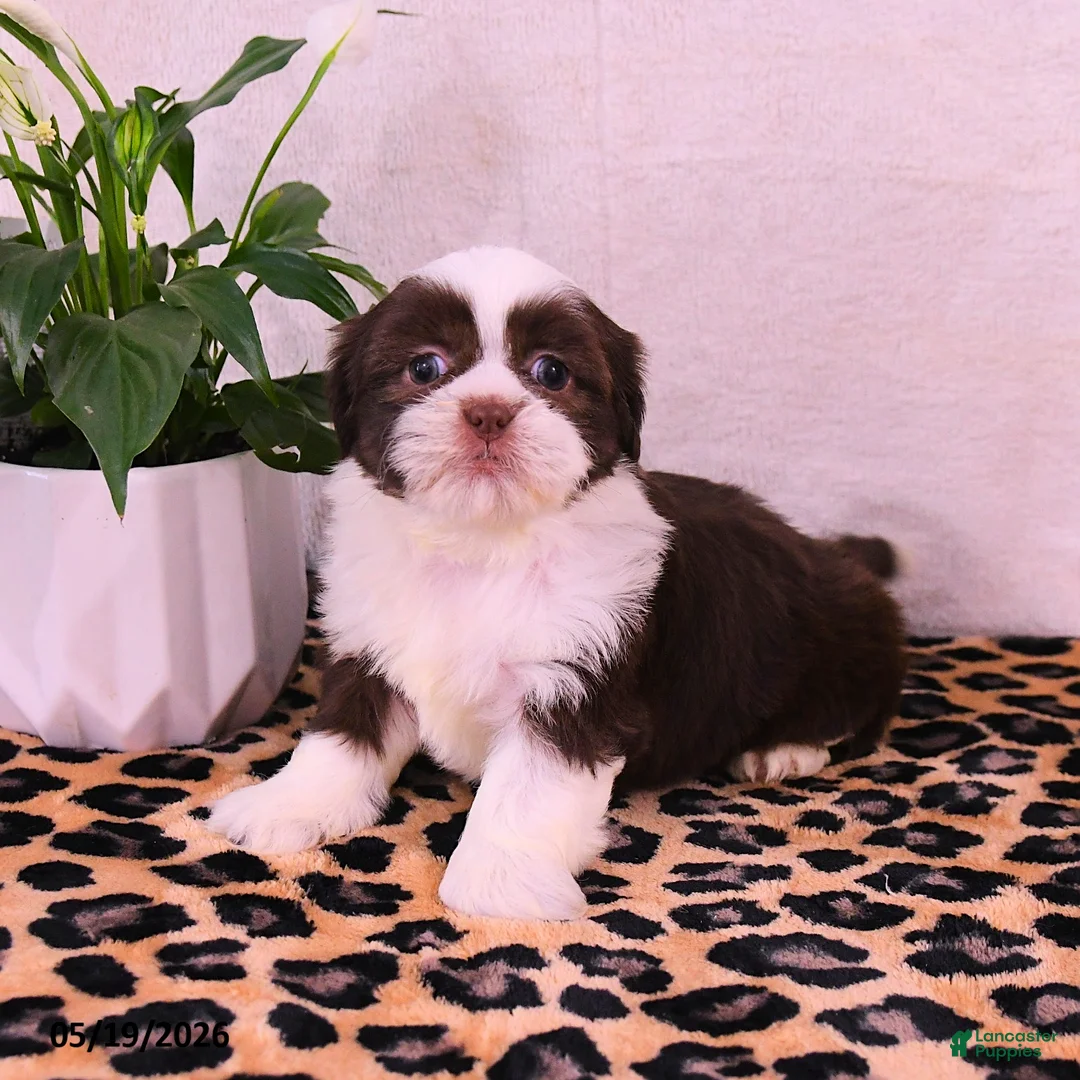 Shih Tzu dogs for sale: Stacy - Ad 2