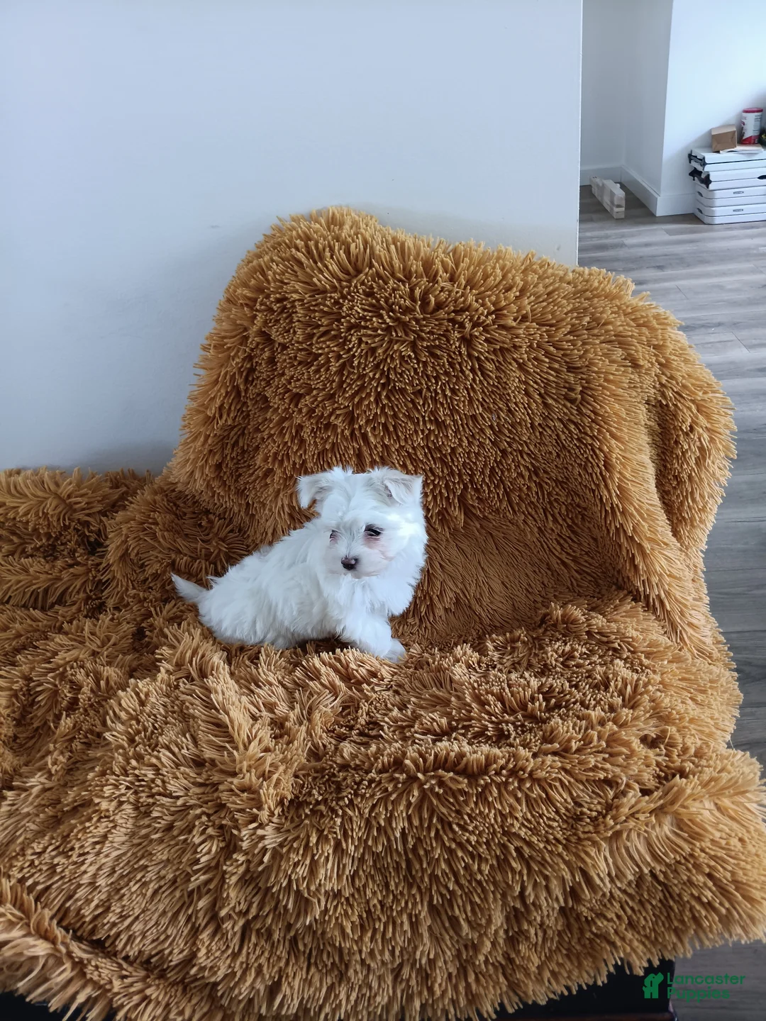 Maltese dogs for sale: Maltese Puppy 1 - Ad 1