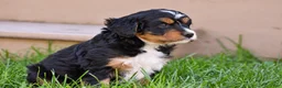 Mixed Breed dogs for sale: Sutton - Mini Bernedoodle - Ad 6