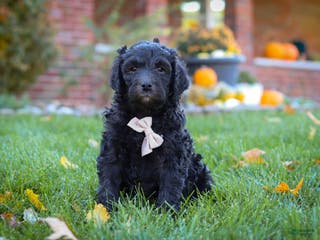 Newfypoo dogs Oliver - Ad 1