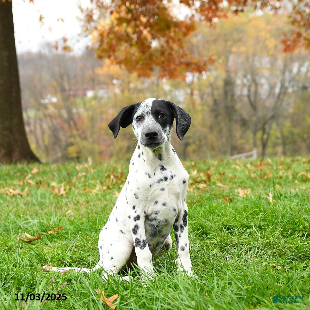 Dalmatian dogs Noland  - Ad 6