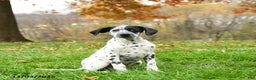 Dalmatian dogs for sale: Noland  - Ad 1