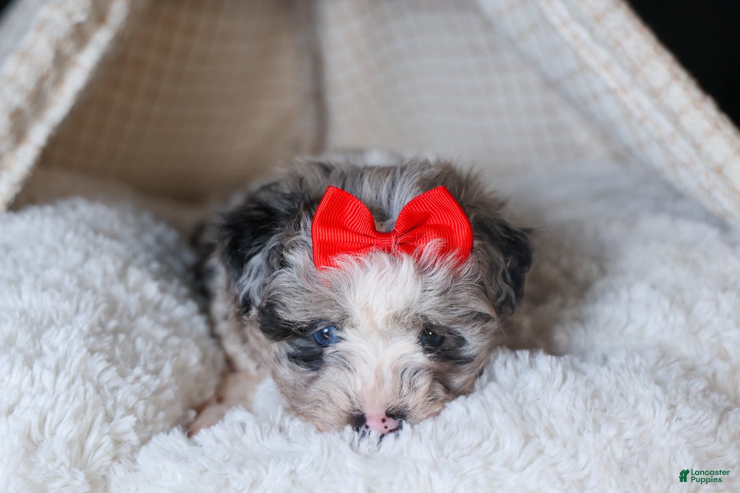 Mini Aussiedoodle dogs for sale: Gloria - Ad 17