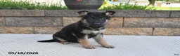 German Shepherd dogs for sale: Bella   - Ad 3