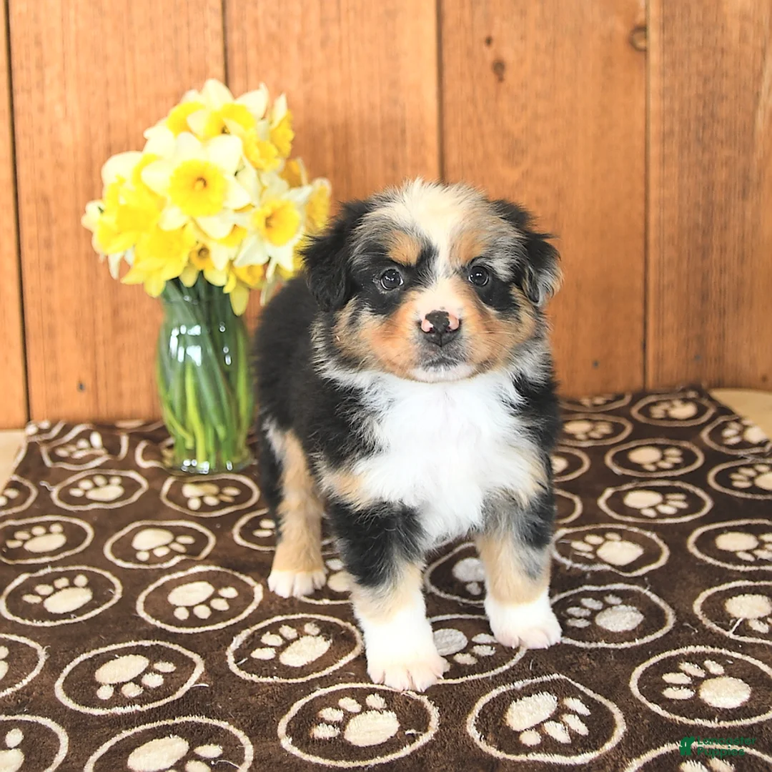 Miniature Australian Shepherd dogs for sale: Dozer - Ad 10