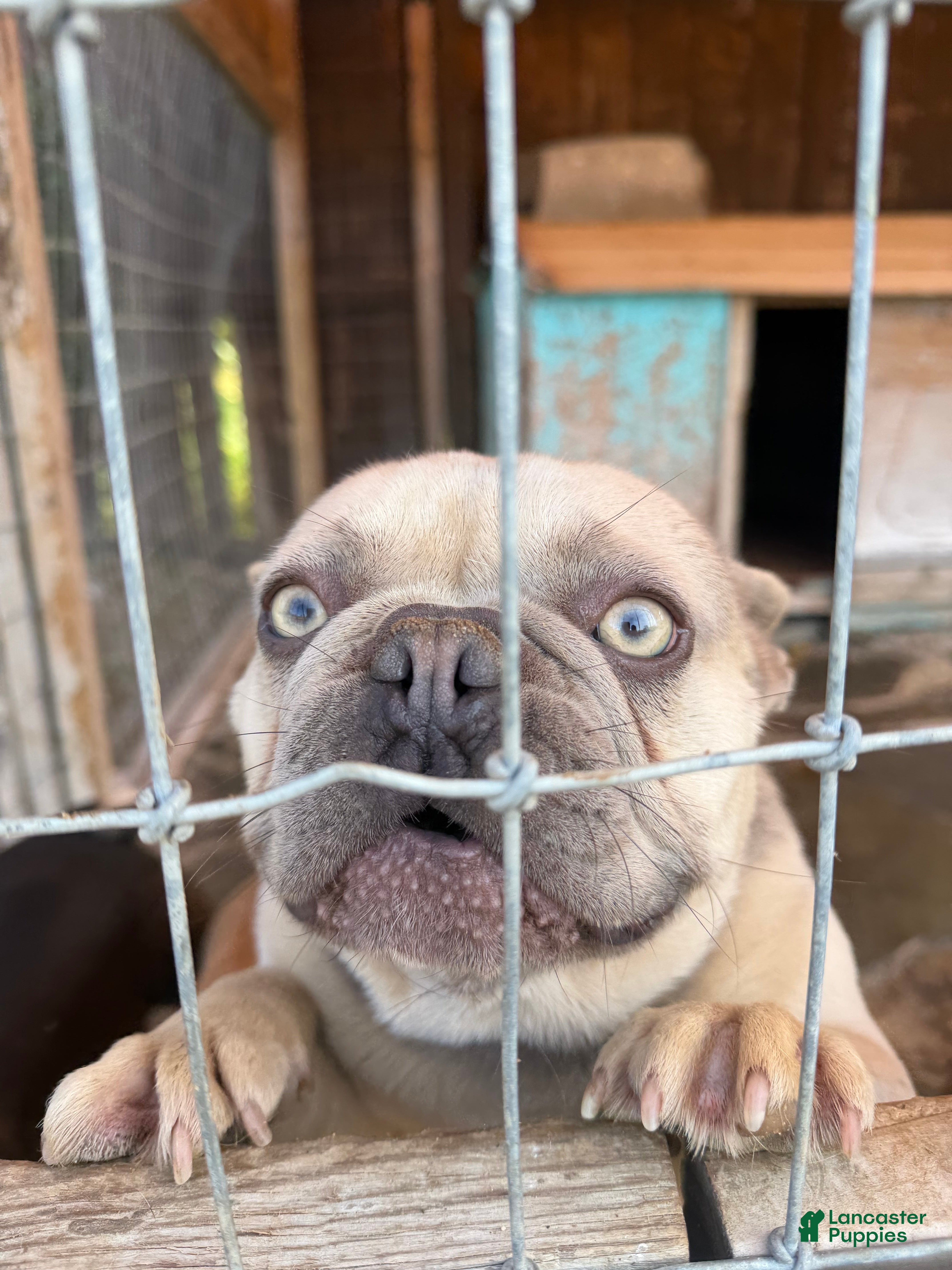 French Bulldog dogs French Bulldog Puppy 1 - Ad 37