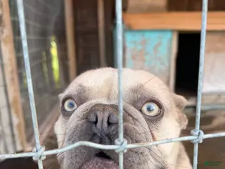 French Bulldog dogs French Bulldog Puppy 1 - Ad 37