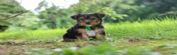 Yorkshire Terrier dogs for sale: Bobby - Ad 4