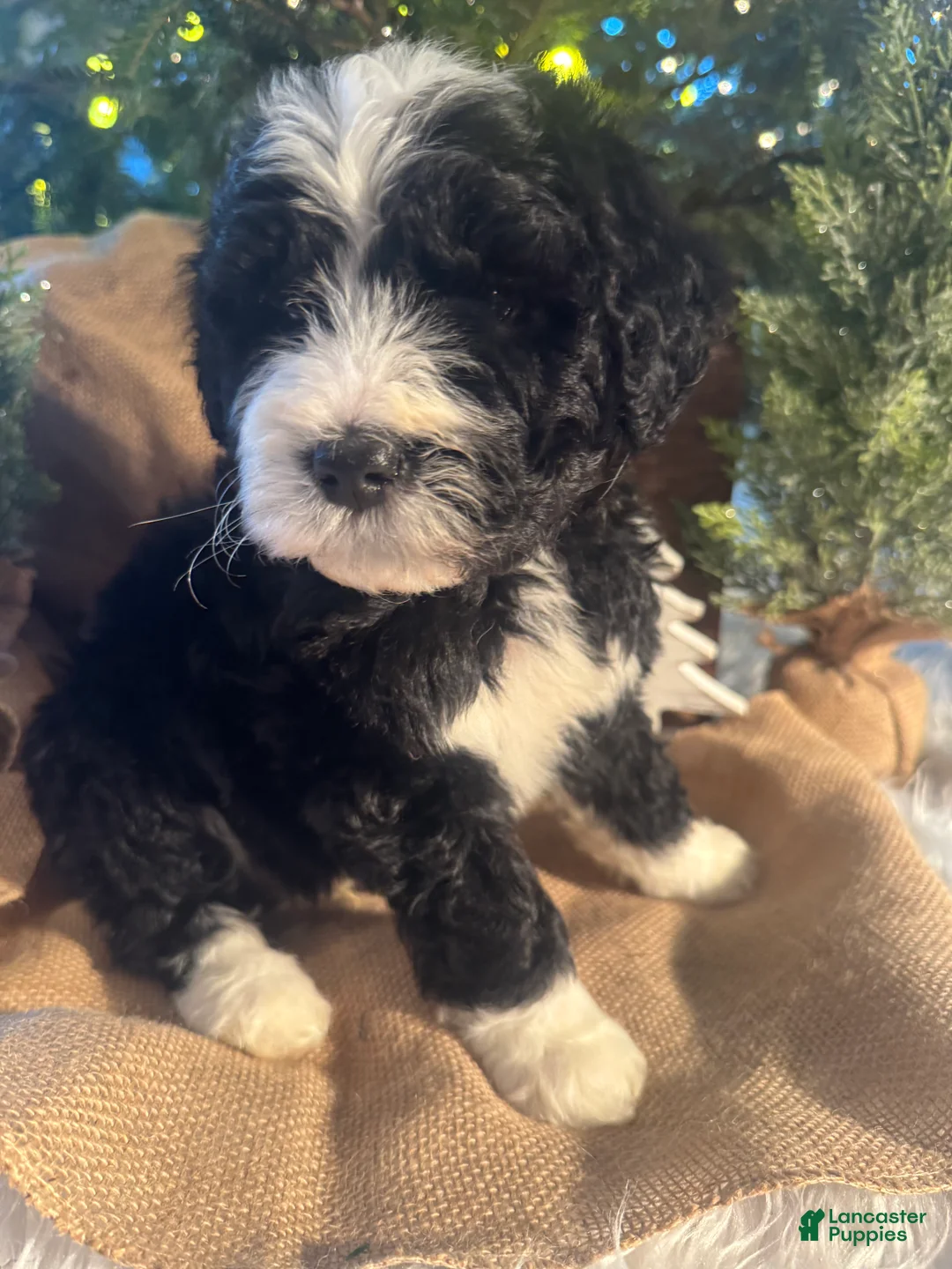 Bernedoodle dogs for sale: Australian Mountain Doodle Fuller - Ad 4