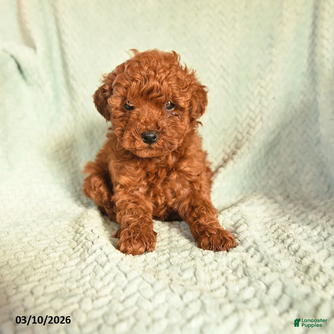 Toy Poodle dogs for sale: Oben - Ad 1