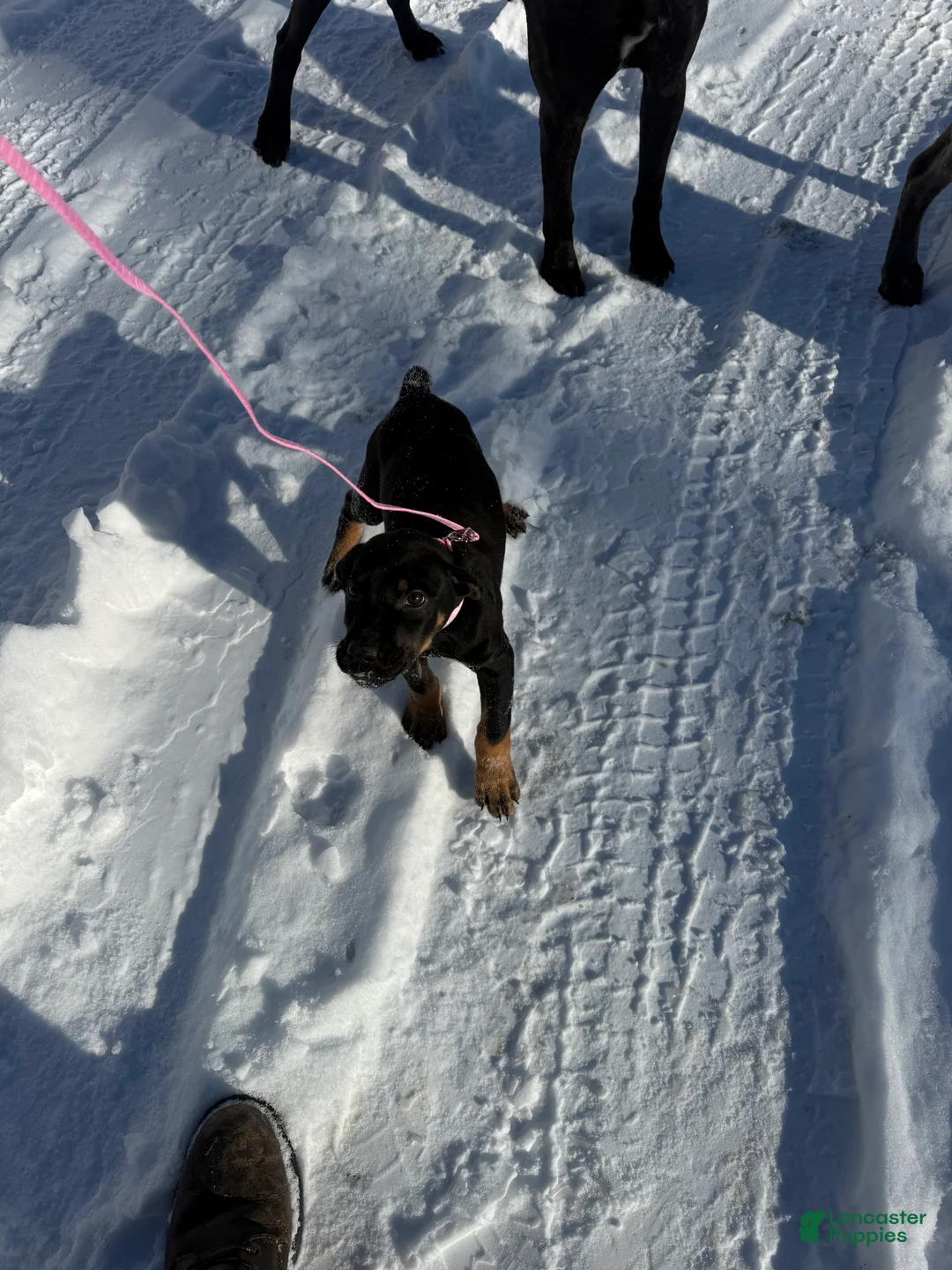 Mixed Breed dogs for sale: Pink - Ad 9