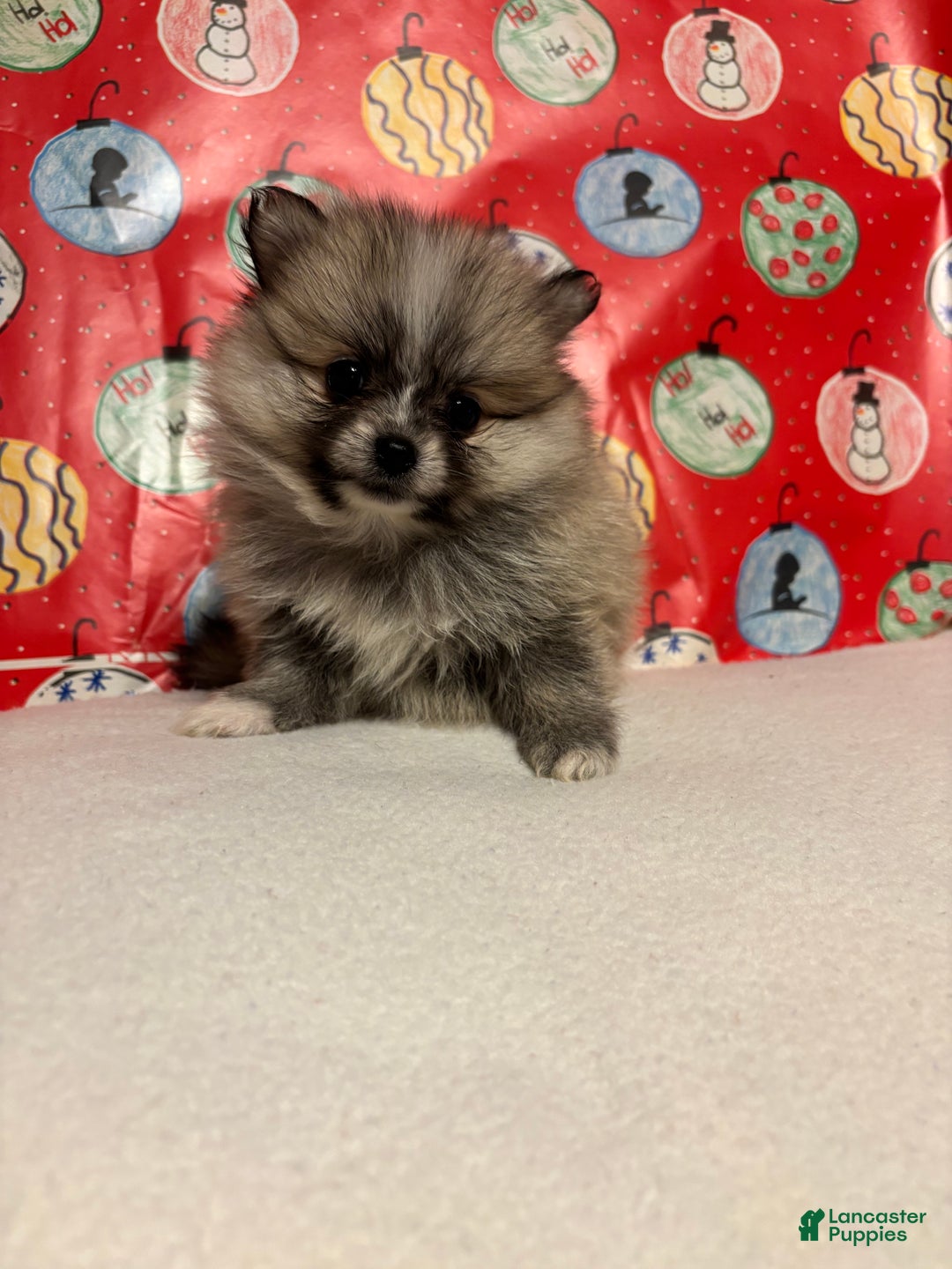 Pomeranian dogs for sale: Pomeranian Puppy 4 - Ad 3