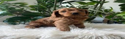 Cavapoo dogs for sale: Dylan - Ad 5