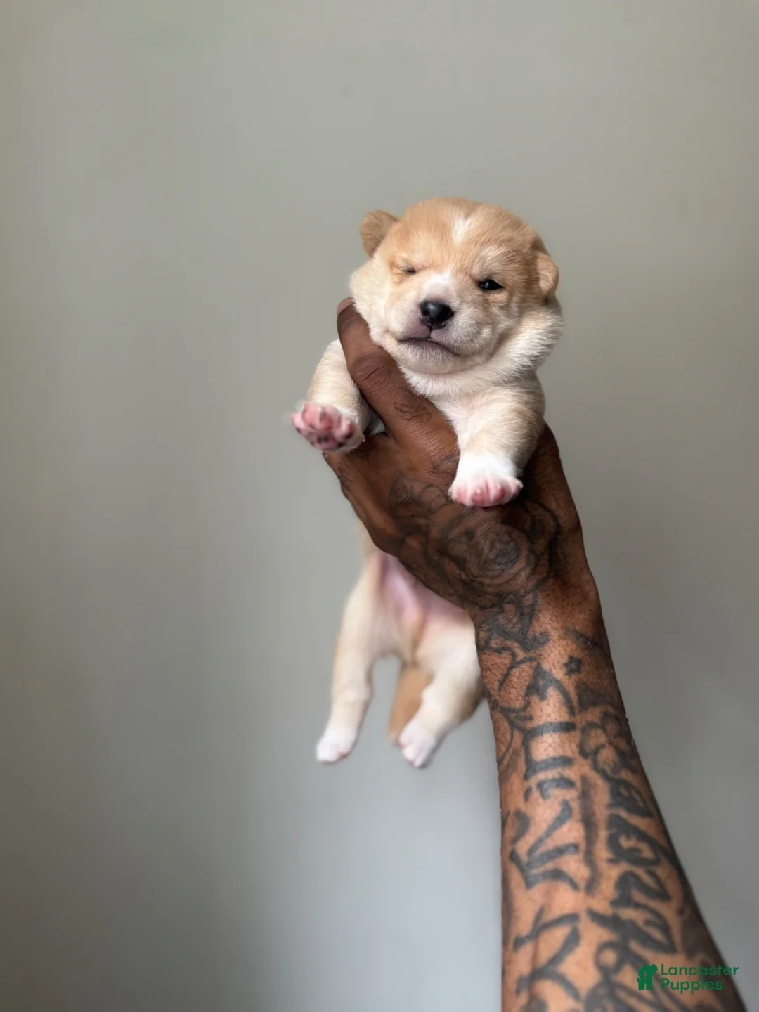 Shiba Inu dogs for sale: Chan - Ad 1