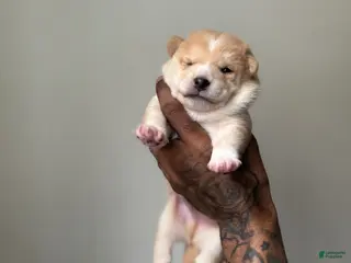 Shiba Inu dogs for sale: Chan - Ad 3