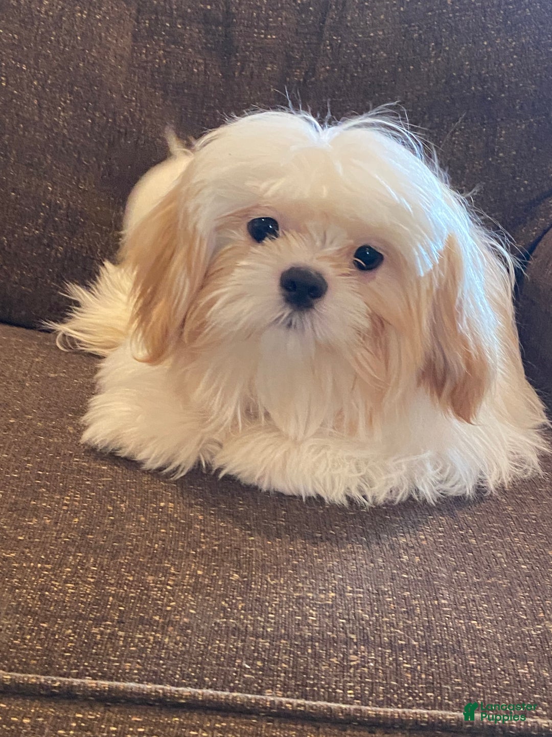 Shih Tzu dogs for sale: Shadow - Ad 5