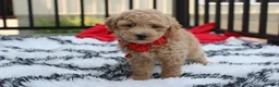 Bichpoo dogs for sale: Kelby - Ad 6