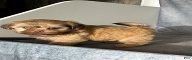 Niko