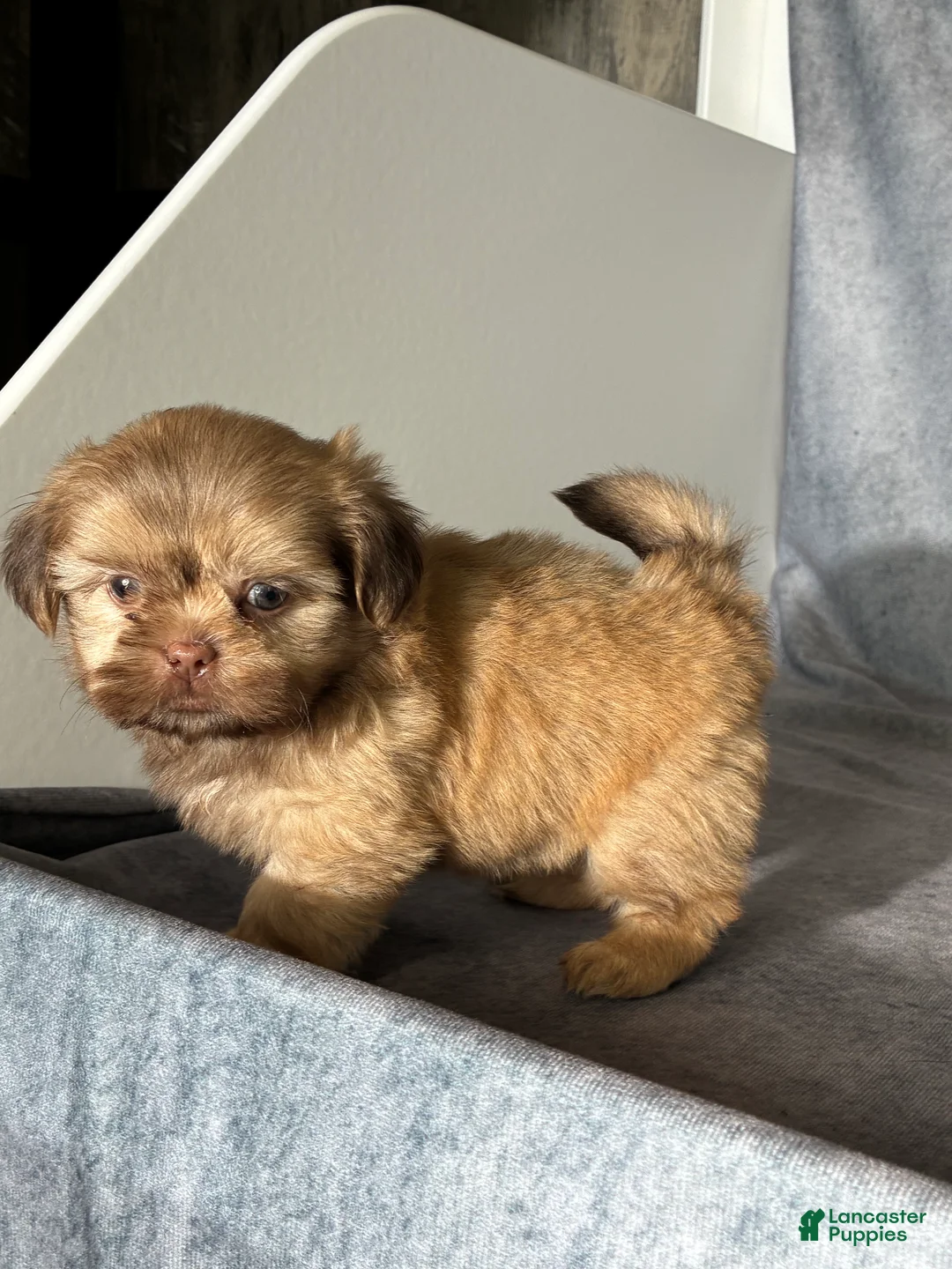 Shih Tzu dogs for sale: Niko - Ad 1
