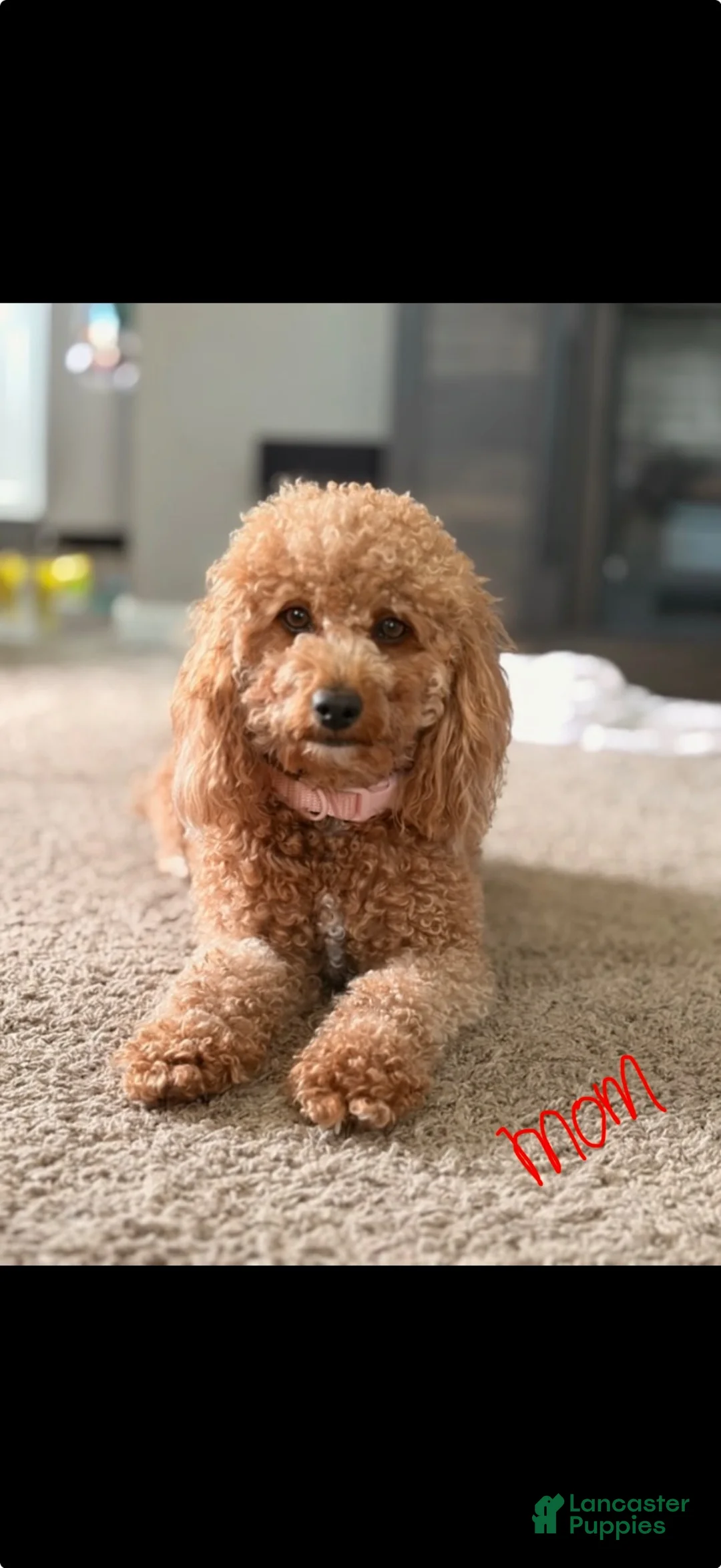 Mini Goldendoodle dogs for sale: Buddy - Ad 2
