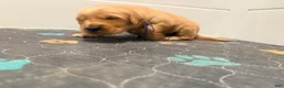 Golden Retriever dogs for sale: Golden Retriever Jade  - Ad 4