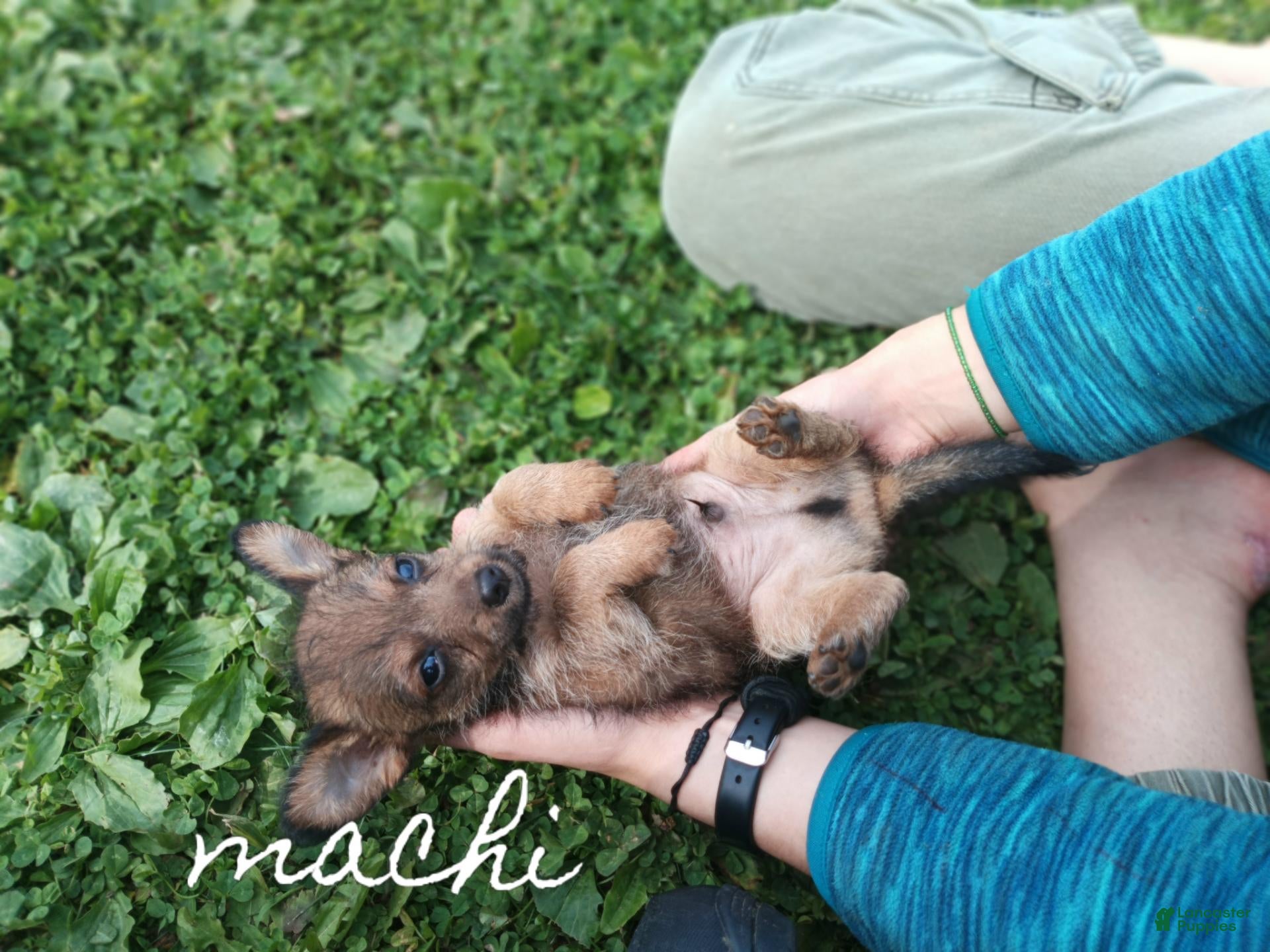 Chipoo dogs for sale: Chipoo 3 - Ad 4