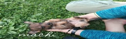 Chipoo dogs for sale: Chipoo 3 - Ad 1