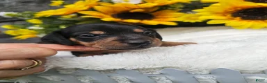  Otis