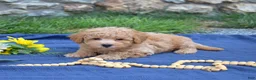 Bichpoo dogs for sale: Rugby  - Ad 5