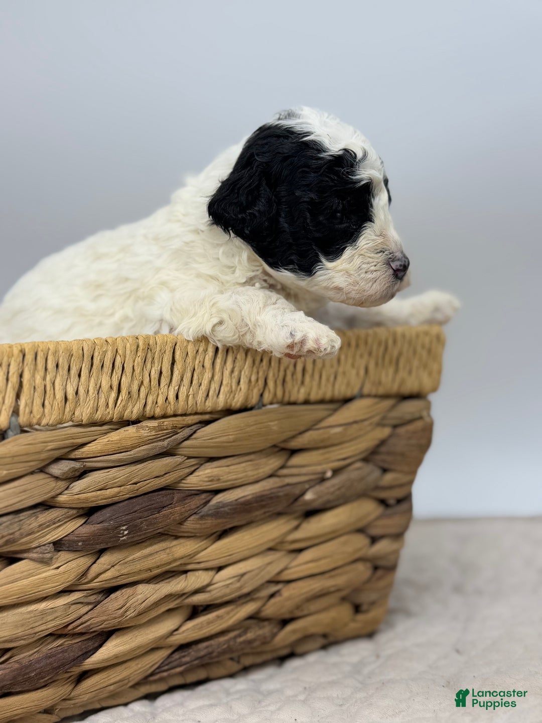 Miniature Poodle dogs for sale: Tater - Ad 5