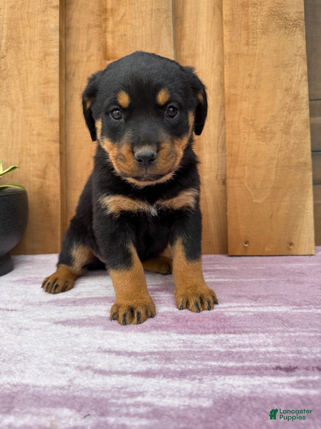 Rottweiler dogs for sale: Raven - Ad 10