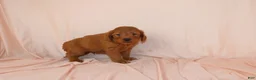 Goldendoodle dogs for sale: Wyatt - Ad 4