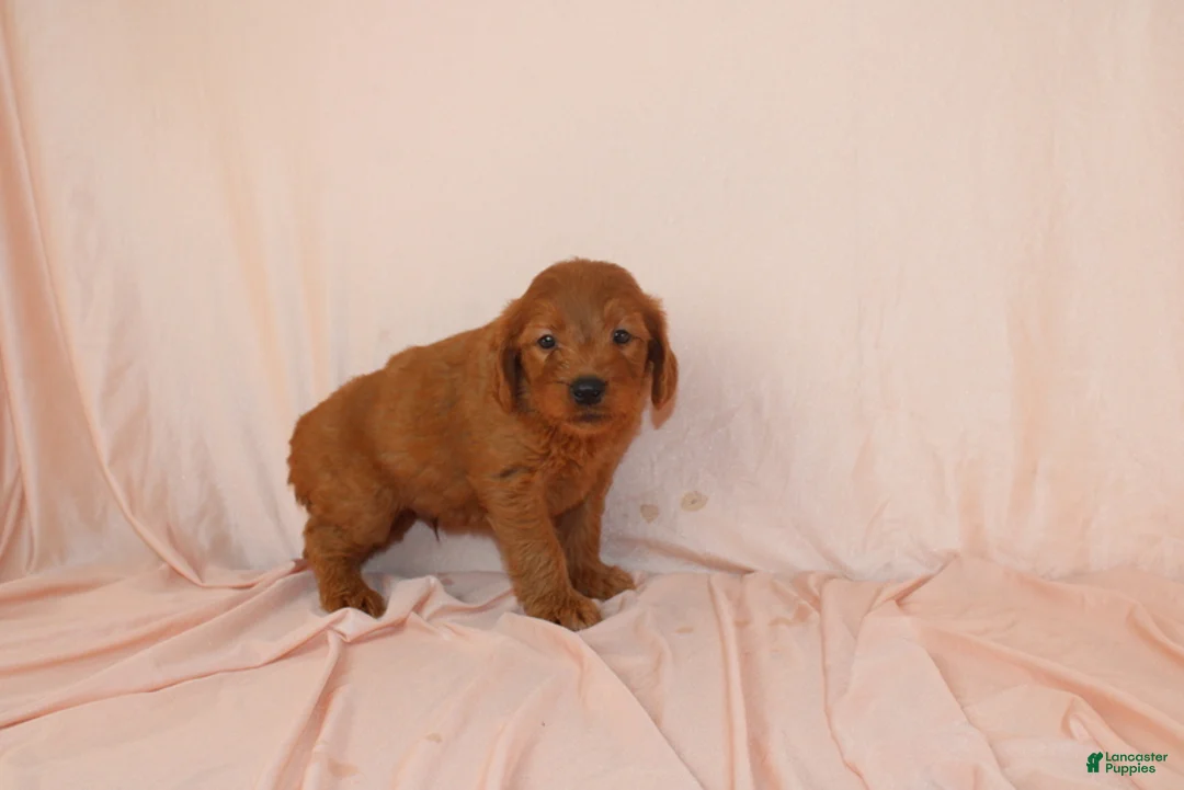 Goldendoodle dogs for sale: Wyatt - Ad 4